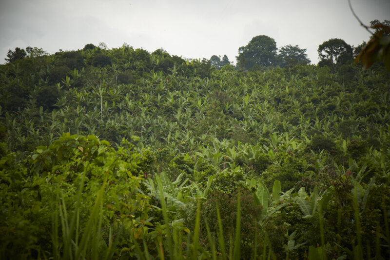Climate & Political Change in Ecuador